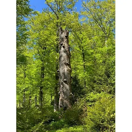 Placzek Appartement Schierke