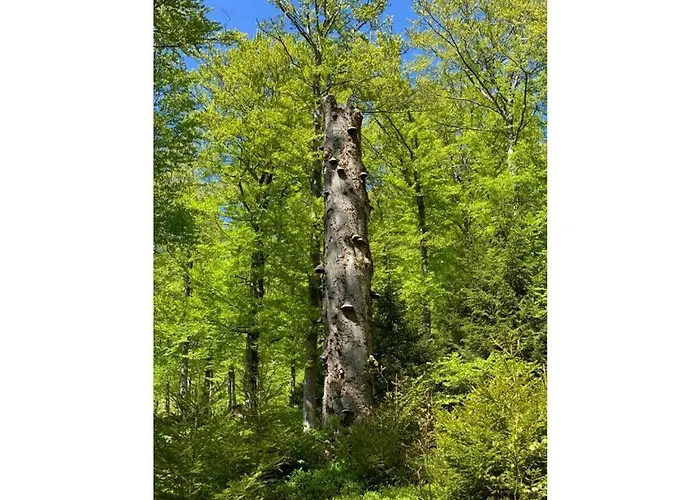 Placzek Apartamento Schierke